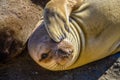 Juvenile Northern Elephant Seal