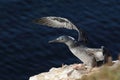 Juvenile Northern Gannet (Morus bassanus) Royalty Free Stock Photo