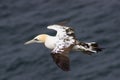 Juvenile Northern Gannet Morus bassanus in flight. Royalty Free Stock Photo