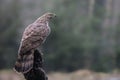 Juvenile Northern Goshawk juvenile Accipiter gentilis on a branch in the forest of Noord Brabant in the Netherlands. Royalty Free Stock Photo