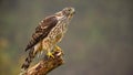 Juvenile northern goshawk, accipiter gentilis perched on a bough Royalty Free Stock Photo