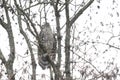 Juvenile northern goshawk Royalty Free Stock Photo