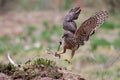 Juvenile Northern Goshawk jumping on the ground