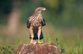 Juvenile northern goshawk Royalty Free Stock Photo