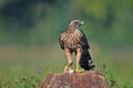 Juvenile northern goshawk with a mouse Royalty Free Stock Photo