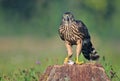 Juvenile northern goshawk with a mouse