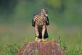 Juvenile northern goshawk with a mouse Royalty Free Stock Photo