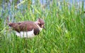 Juvenile northern lapwing Vanellus vanellus