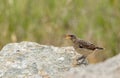 Juvenile Northern Wheatear, Oenanthe oenanthe. Young bird begging for food