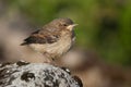 Juvenile Northern Wheatear