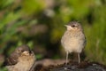 Juvenile Northern Wheatears Royalty Free Stock Photo