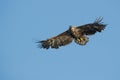 Juvenile Eagle in Flight Royalty Free Stock Photo