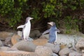 Juvenile NZ Yellow-eyed Penguins or Hoiho on shore