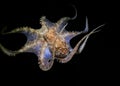 Juvenile octopus playing at night Royalty Free Stock Photo