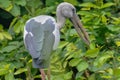 A juvenile Openbill Stork standing on a small tree top Royalty Free Stock Photo