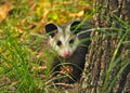 Juvenile Opossum behind a Tree