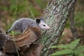 Juvenile Opossum Climbing on Logs