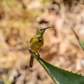 Juvenile Orange-breasted Sunbird Royalty Free Stock Photo