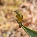 Juvenile Orange-breasted Sunbird Royalty Free Stock Photo