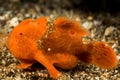 juvenile orange painted frogfish fish Royalty Free Stock Photo