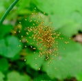 Juvenile orb-weaver spiders leaving their nursery Royalty Free Stock Photo