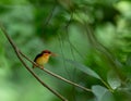 Juvenile oriental dwarf kingfisher
