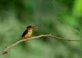 Juvenile oriental dwarf kingfisher