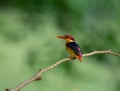 Juvenile oriental dwarf kingfisher