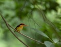 Juvenile oriental dwarf kingfisher