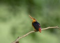 Juvenile oriental dwarf kingfisher