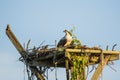 Juvenile Osprey on Artificial Nest Platform Royalty Free Stock Photo