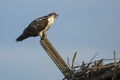Juvenile Osprey Calling from Perch Royalty Free Stock Photo