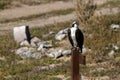 A young Osprey rests on a sign post in Nevada during fall migration