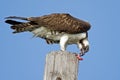 Juvenile Osprey with fish Royalty Free Stock Photo