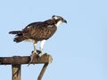 Juvenile Osprey with fish Royalty Free Stock Photo