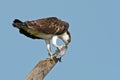 Juvenile Osprey with Fish Royalty Free Stock Photo