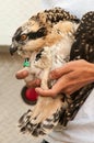 Juvenile Osprey Held After Banding Royalty Free Stock Photo