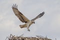 Juvenile Osprey landing in the nest Royalty Free Stock Photo