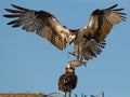 Juvenile Osprey Looks on from Nest as Adult arrives with Fish