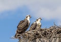 Juvenile Osprey in the nest Royalty Free Stock Photo