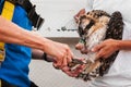 Juvenile Osprey (Pandion haliaetus) Being Banded