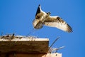 A Juvenile Osprey`s First Flight Royalty Free Stock Photo