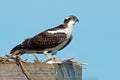 Juvenile Osprey Royalty Free Stock Photo
