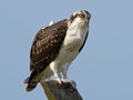 Juvenile Osprey Standing on Nest Post Royalty Free Stock Photo