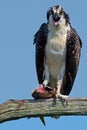 Juvenile Osprey in Tree with Half Eaten Fish Royalty Free Stock Photo