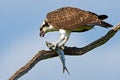 Juvenile Osprey in Tree with Large Fish Royalty Free Stock Photo