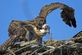 Juvenile Osprey Wings Royalty Free Stock Photo