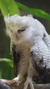 Juvenile owl - The barred eagle-owl, also called the Malay eagle-owl, is a species of owl in the family Strigidae