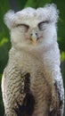 Juvenile owl - The barred eagle-owl, also called the Malay eagle-owl, is a species of owl in the family Strigidae