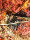 The juvenile Painted spiny lobster Panulirus versicolor